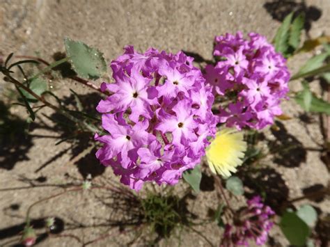 Desert Bushes With Purple Flowers