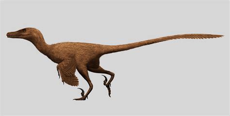 10 Facts About the Velociraptor Dinosaur