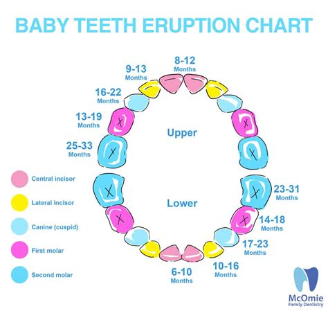 Download Teeth Eruption Chart Baby Pics - Teeth Walls Collection For Everyone