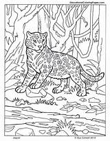 Baby Jaguar Diego Coloring Pages sketch template