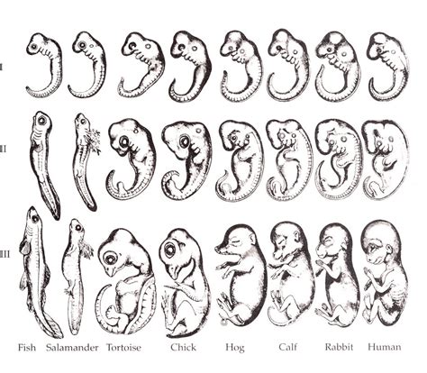 Ontogeny recapitulates phylogeny | A copy of Ernst Haeckel's… | Flickr