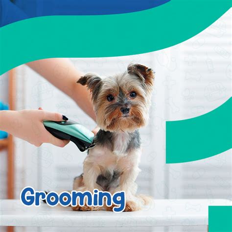 Grooming - Dr Vet