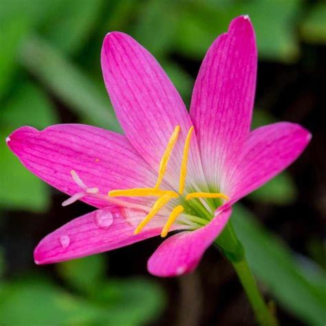 Zephyranthes Rosea - Pink Fairy Lily (Bare Root)