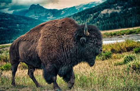 buffalo, tatanka, yellowstone, montana | Bison photography, Animals wild, Yellowstone