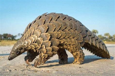 Giant Pangolin