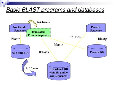 Bioinformatics and BLAST - ppt download