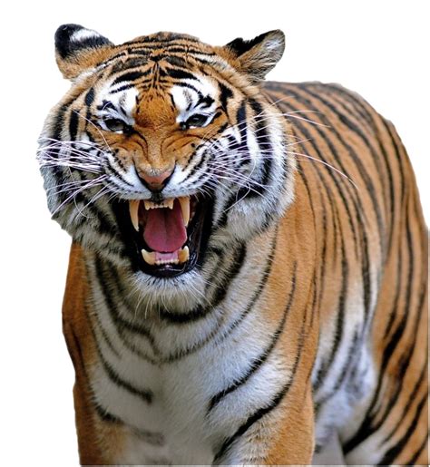 Tiger Roar | PNG All