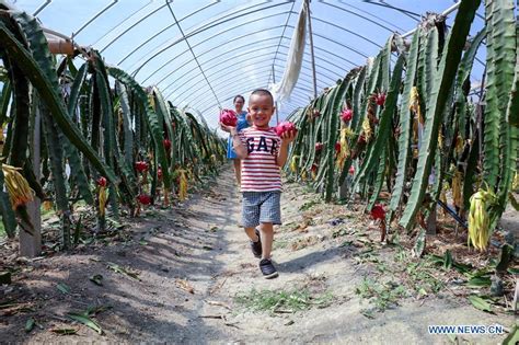 Dragon fruit planting helps farmers increase incomes in east China's Zhejiang - Xinhua | English ...