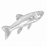 Minnow Coloring Page  Pages Mimi Panda sketch template