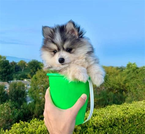 Teacup Pomsky: Everything You Need to Know - K9 Web