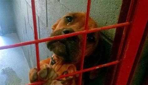 Poor Adorable Shelter Dog Cries Tears of Loneliness and Needs Our Help