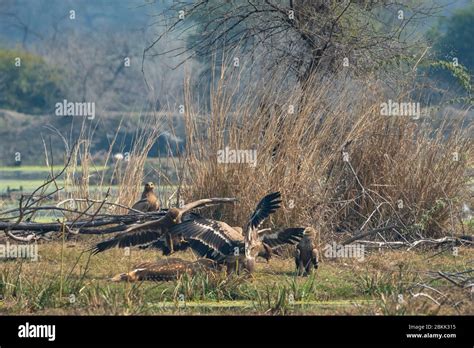 steppe eagle flock fight full wingspan over spotted deer kill and eastern imperial eagle ...