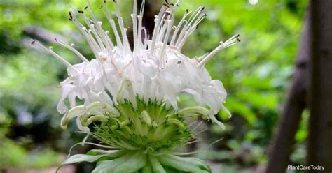 Monarda Clinopodia Care: Growing White Bergamot Plants