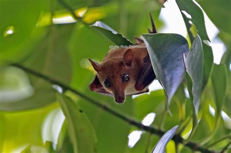 Prey Nup Mangroves