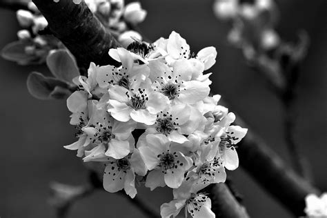 Pear Blossoms In Black And White Free Stock Photo - Public Domain Pictures