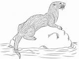 River Otter coloring Page  Free Printable Coloring Pages sketch template
