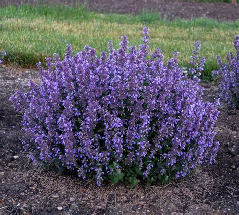 Nepeta hybrid | 'Cat's Pajamas' | Evans Nursery