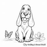 Basset Hound Coloring Pages  Free & Printable sketch template