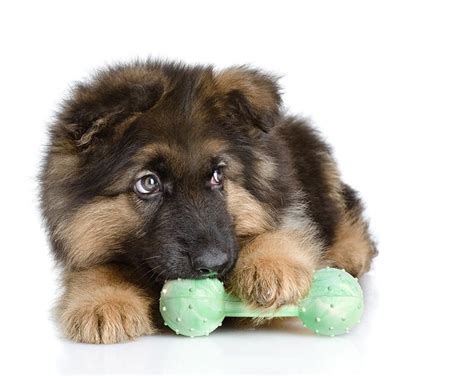 Best Toys For German Shepherds - Keeping Them Entertained All Day