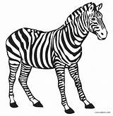 Zebra For Coloring Pages sketch template