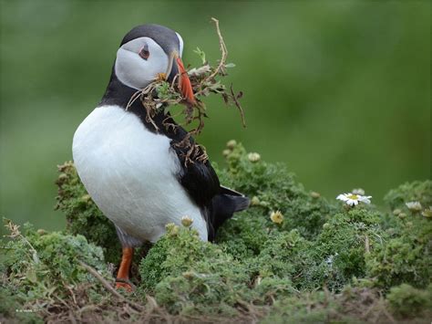 "Puffin Gathering Nest Material" by Jo Monro ARPS | Birds, Bird watching, Animals