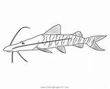Tigrinus Catfish Coloring Page For Kids  Free Catfishes Printable sketch template