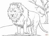 Male African Lion coloring page  Free Printable Coloring Pages sketch template