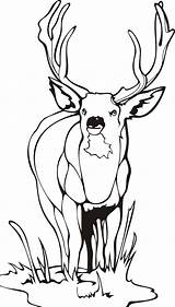 Elk Coloring Pages  Sweetycoloringpages sketch template