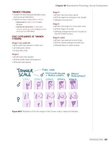 Tanner Chart For Girls Only