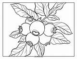 45  Blueberry Coloring Pages For Kids & Adults Free Printable PDFs sketch template