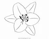 Oriental Lily 2 Coloring Page For Kids  Free Lilies Printable sketch template