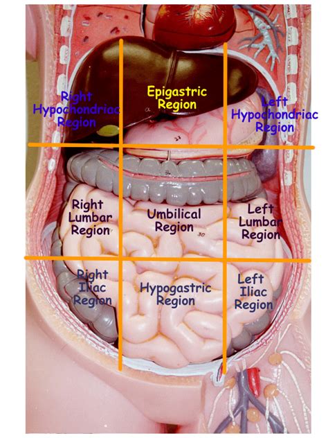 human abdomen regions