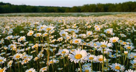 Free Flower Field Background , [200+] Flower Field Background s for ...