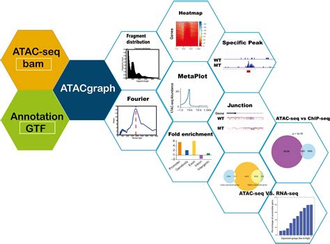 Frontiers | ATACgraph: Profiling Genome-Wide Chromatin Accessibility From ATAC-seq