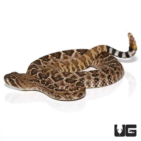 Baby Western Diamondback Rattlesnake for sale - Underground Reptiles