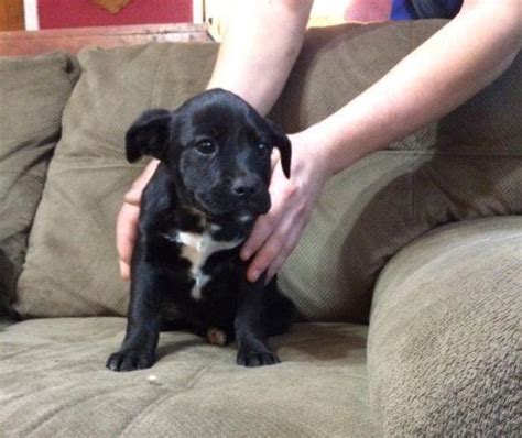 73+ Dachshund Lab Mix Puppies For Sale Image - Bleumoonproductions