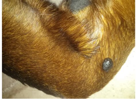 What Causes Black Spots On A Dog S Skin - Infoupdate.org