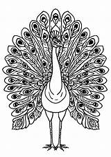Peacock Coloring  Page Feathers Bird Zentangle sketch template