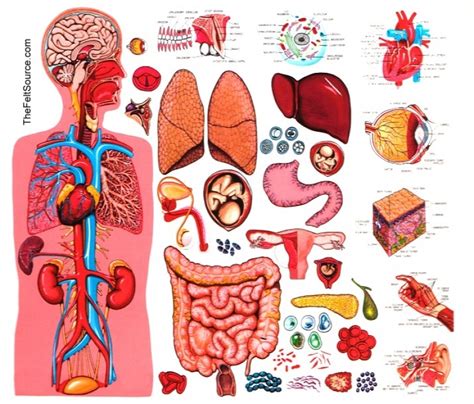 human body organs color - Clip Art Library