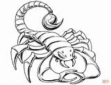 Prehistoric Scorpion coloring Page  Free Printable Coloring Pages sketch template