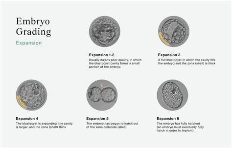 Embryo Grading Explained