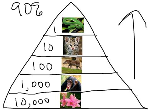 Tropical Rainforest Trophic Pyramid