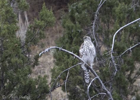 Juvenile Northern Goshawk – Feathered Photography