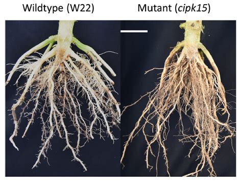 Root Angle in Maize Influences Nitrogen Capture and is regulated by ...