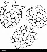 Raspberry Fruit Isolated Coloring Page For Kids Stock Vector Image  sketch template