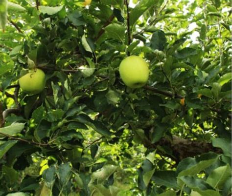 The Crispin Apple Tree - Minneopa Orchards