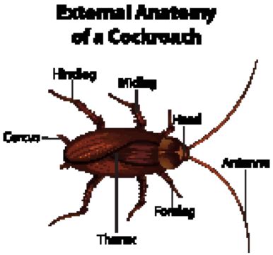 Cockroach Anatomy Science Illustration Antennae Vector, Science, Illustration, Antennae PNG and ...