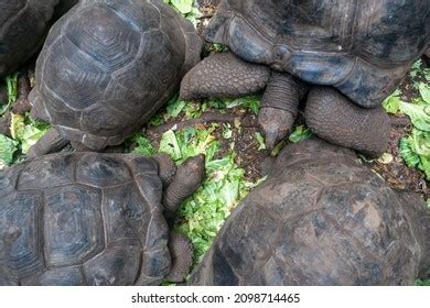 Huge Tortoises Prison Island Zanzibar Tanzania Stock Photo (Edit Now ...