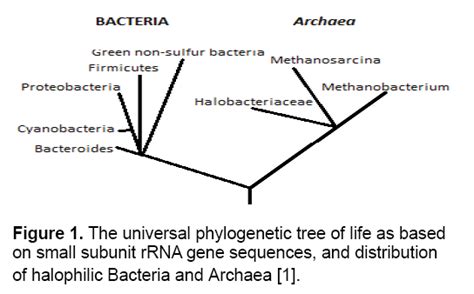 Biology and Applications of Halophilic Bacteria and Archaea: A Review | Insight Medical Publishing