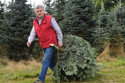 Solihull Christmas tree farm prepares for festive season - Birmingham Live